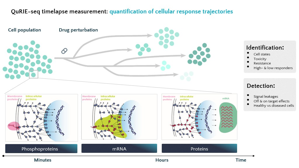 A live map of the cell rather than a single photograph. Figure supplied by QurieGen. QuRIE-seq quantifies the full transcriptome alongside up to 500 membrane and intracellular proteins and phosphoproteins from the same single cell, across a time course.
